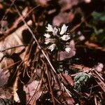 Obolaria virginica Habit