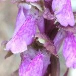 Orchis spitzelii 花