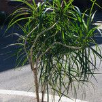 Dracaena reflexaLeaf