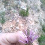 Thymus longiflorus Flower