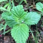 Lantana grisebachii 葉