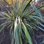 Phormium tenax Habit