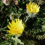 Hieracium villosum Blomma