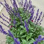 Salvia farinacea Облик