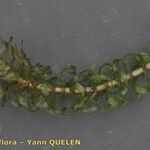 Elodea nuttallii Hoja