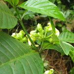 Voacanga africana Blomma