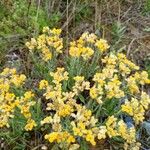 Helichrysum arenariumപുഷ്പം