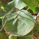 Coccoloba uvifera Blatt