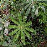 Lupinus polyphyllus Feuille
