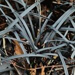 Ophiopogon planiscapus Ліст