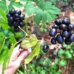 Actaea spicata Hedelmä