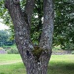 Juglans mandshurica Bark