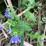 Scutellaria galericulataBlomst