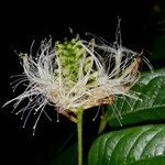 Inga densiflora Fruit