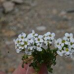 Hornungia alpina Λουλούδι