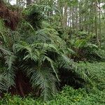 Blechnum orientale Hábito