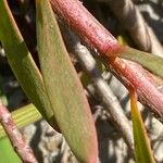 Leucadendron salignum Blad