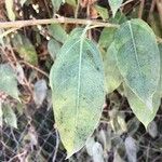 Ficus cordata Blad