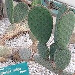 Opuntia rufida Blad