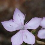Dianthus pungens Blomma