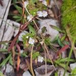 Euphrasia salisburgensis Lorea