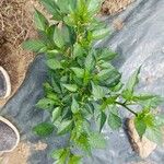 Capsicum frutescens برگ