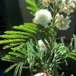 Acacia angustissima Hoja