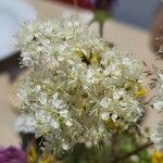 Filipendula ulmaria花