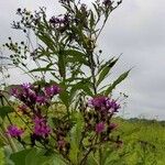 Vernonia noveboracensis Flower