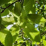 Castanea crenata List