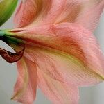 Hippeastrum reginae Flower