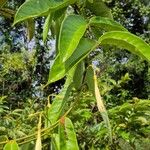 Odontadenia nitida Frunză