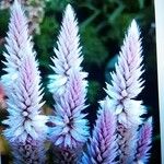 Celosia argenteaFlower