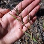 Themeda quadrivalvis Φύλλο