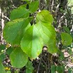 Celastrus orbiculatus Leaf