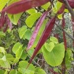 Cercis occidentalis Froito