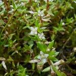 Crassula helmsii Fiore