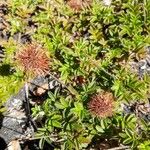 Acaena novae-zelandiae Fruit