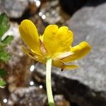 Ranunculus repens Flower