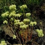 Sedum sediforme Fiore