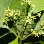 Psychotria panamensis Ліст