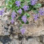 Paederota bonarota Fula