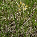 Triteleia hendersonii Hàbitat