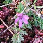 Erodium cicutariumKvět