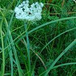 Daucus muricatus Fula
