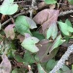 Fallopia convolvulus Blatt