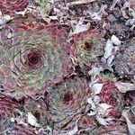 Sempervivum calcareum Облик