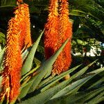 Aloe ferox Folha