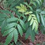 Melianthus comosus Blad