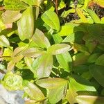 Hypericum calycinum Leaf